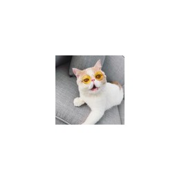 Amazon Hot Sale Fashion Cool Pet Accessoires Cat Sun Glass Colorful Frame Wine Dog Glasses  Amazon Hot Sale Fashion Cool Pet Accessoires Cat Sun Glass Colorful Frame Wine Dog Glasses