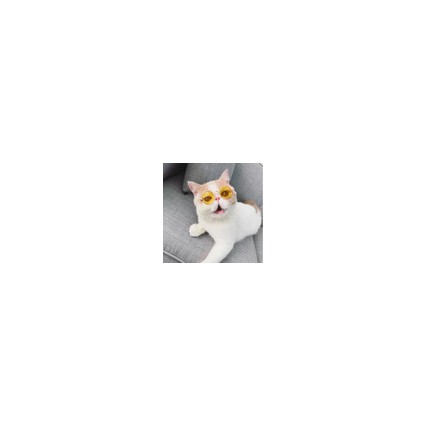 Amazon Hot Sale Fashion Cool Pet Accessoires Cat Sun Glass Colorful Frame Wine Dog Glasses Amazon Hot Sale Fashion Cool Pet Accessoires Cat Sun Glass Colorful Frame Wine Dog Glasses